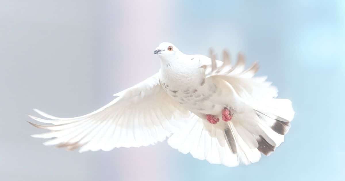 The Holy Spirit is Our Comforter