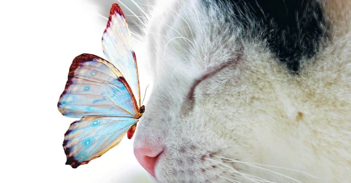 Gentleness- The Fifth Fruit of the Spirit